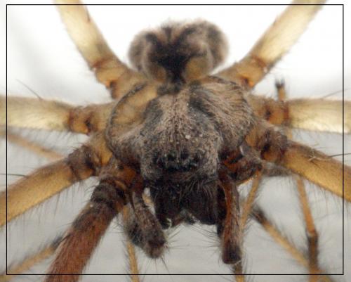 Tegenaria parietina